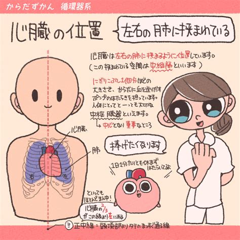 心底 位置|心臓のしくみとはたらき 